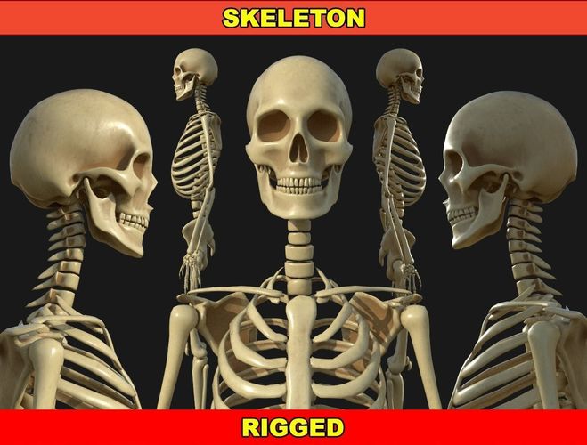 Rigged Human Skeleton Low-poly 3D model