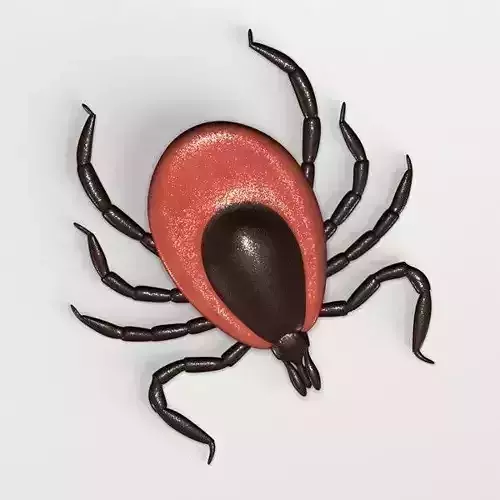 Deer Tick 3D model