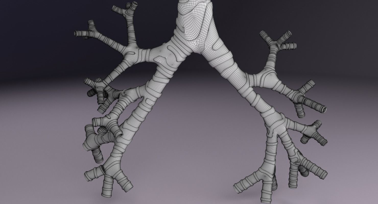 Larynx and trachea 3D model_21