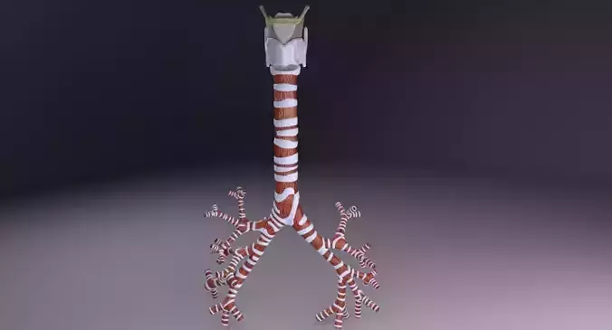 Larynx and trachea 3D model