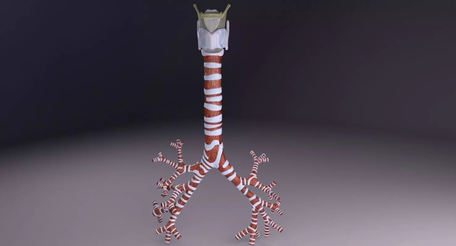 Larynx and trachea 3D model_0