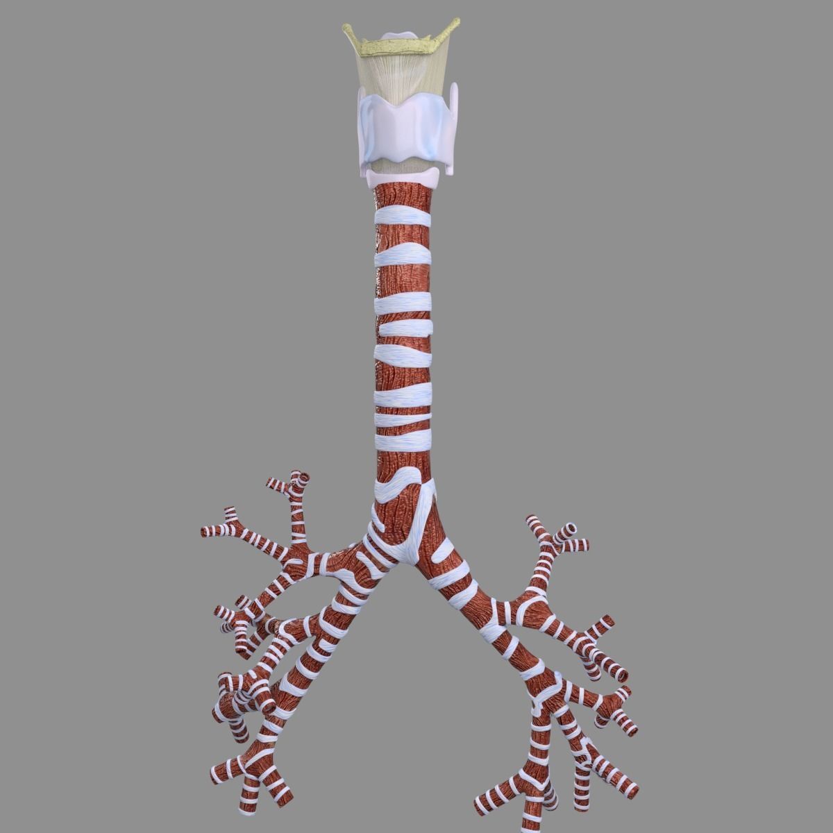 Larynx and trachea 3D model_6