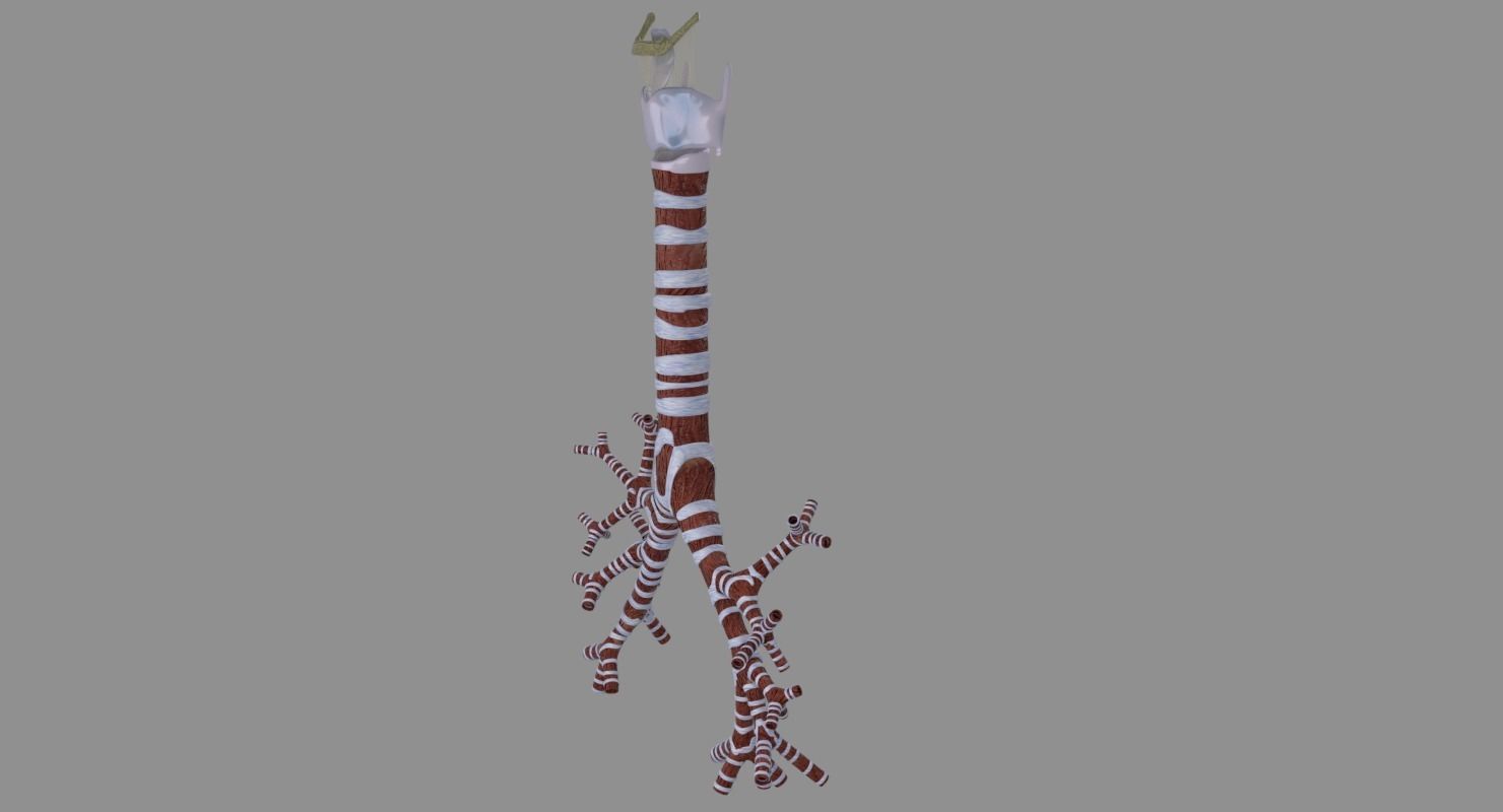 Larynx and trachea 3D model_5