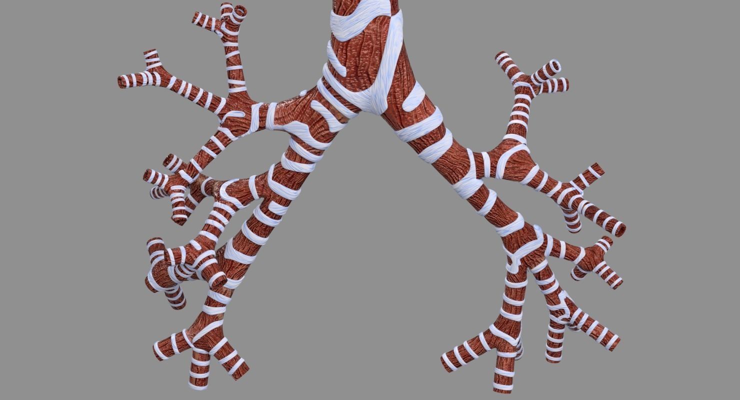 Larynx and trachea 3D model_14