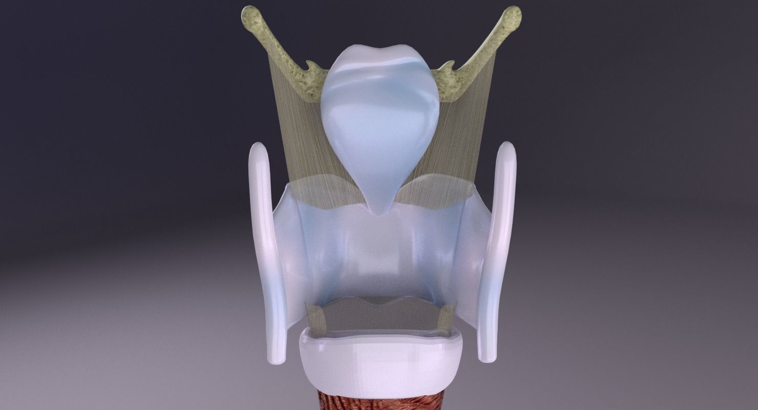 Larynx and trachea 3D model_17