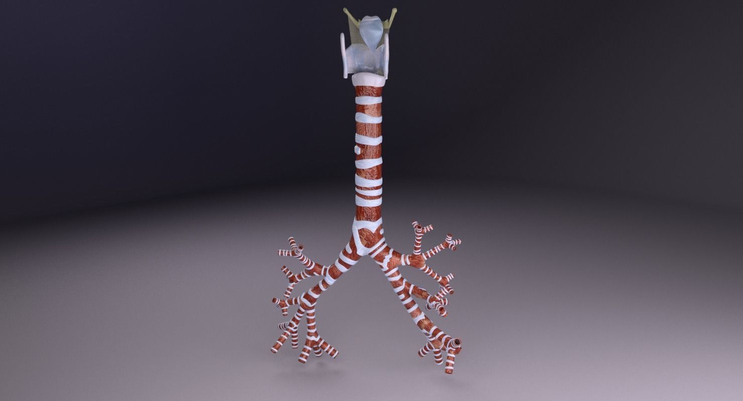 Larynx and trachea 3D model_24