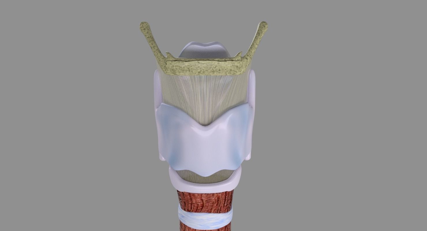 Larynx and trachea 3D model_9