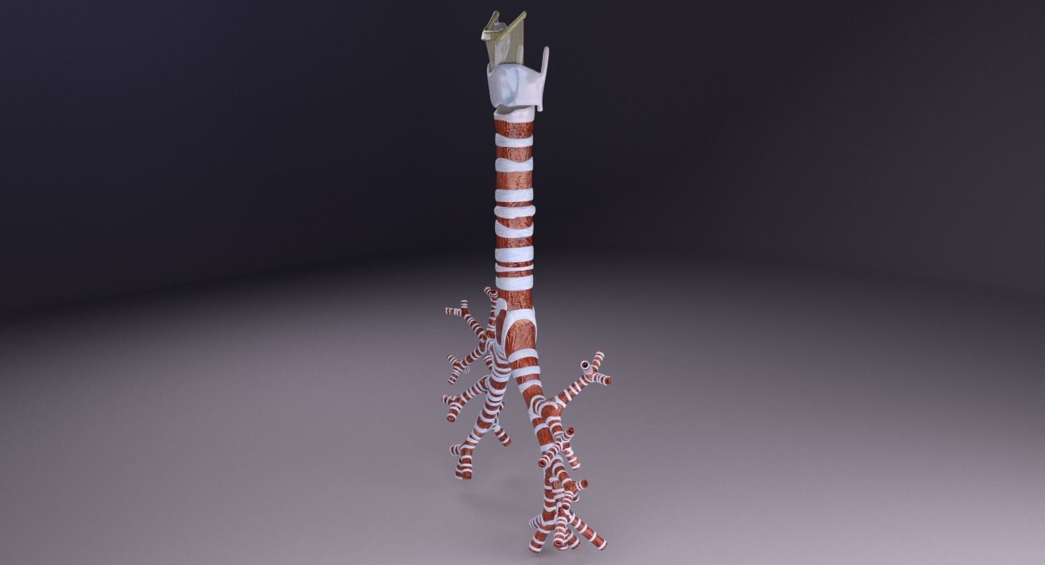 Larynx and trachea 3D model_25