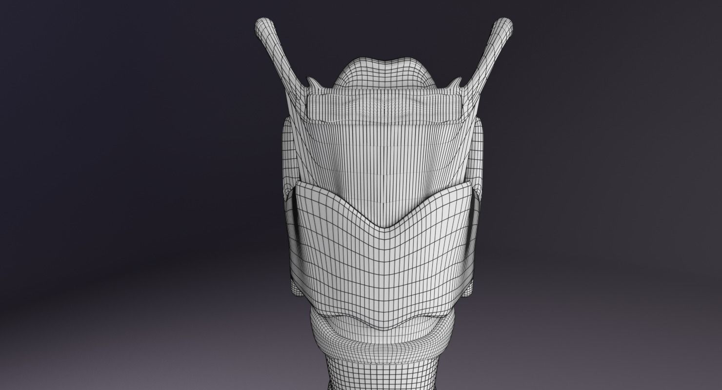 Larynx and trachea 3D model_16