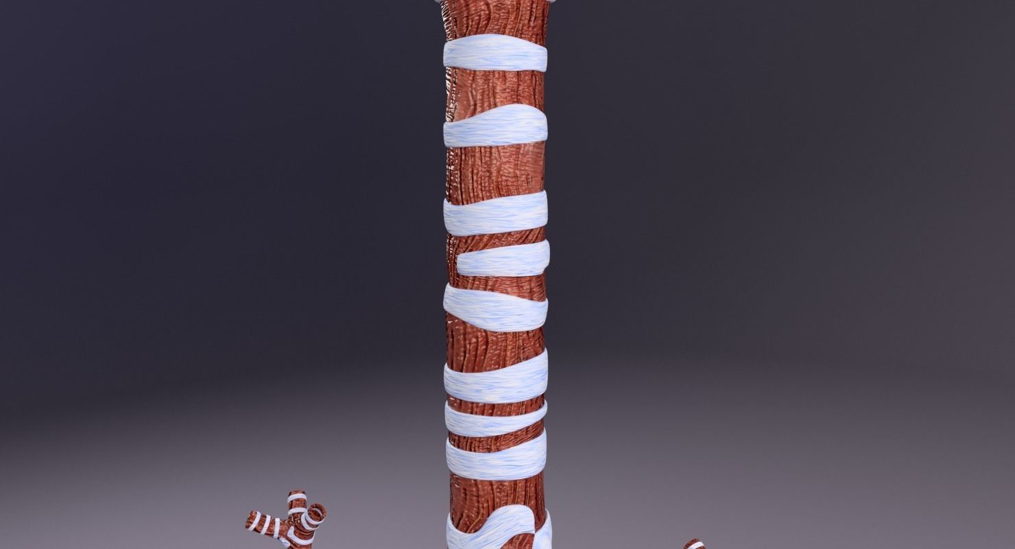 Larynx and trachea 3D model_23