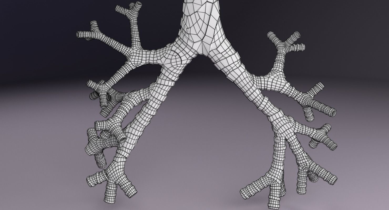 Larynx and trachea 3D model_15