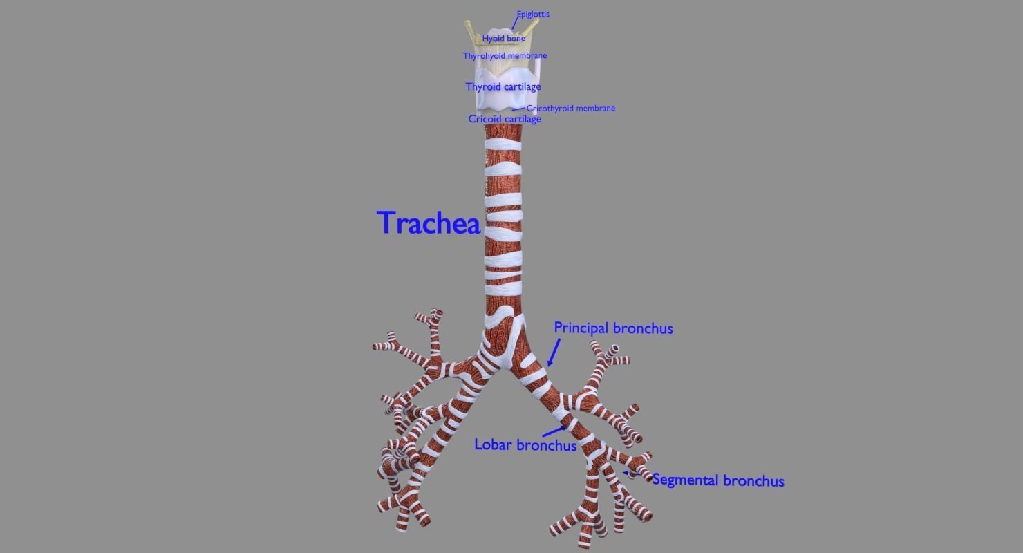 Larynx and trachea 3D model_3