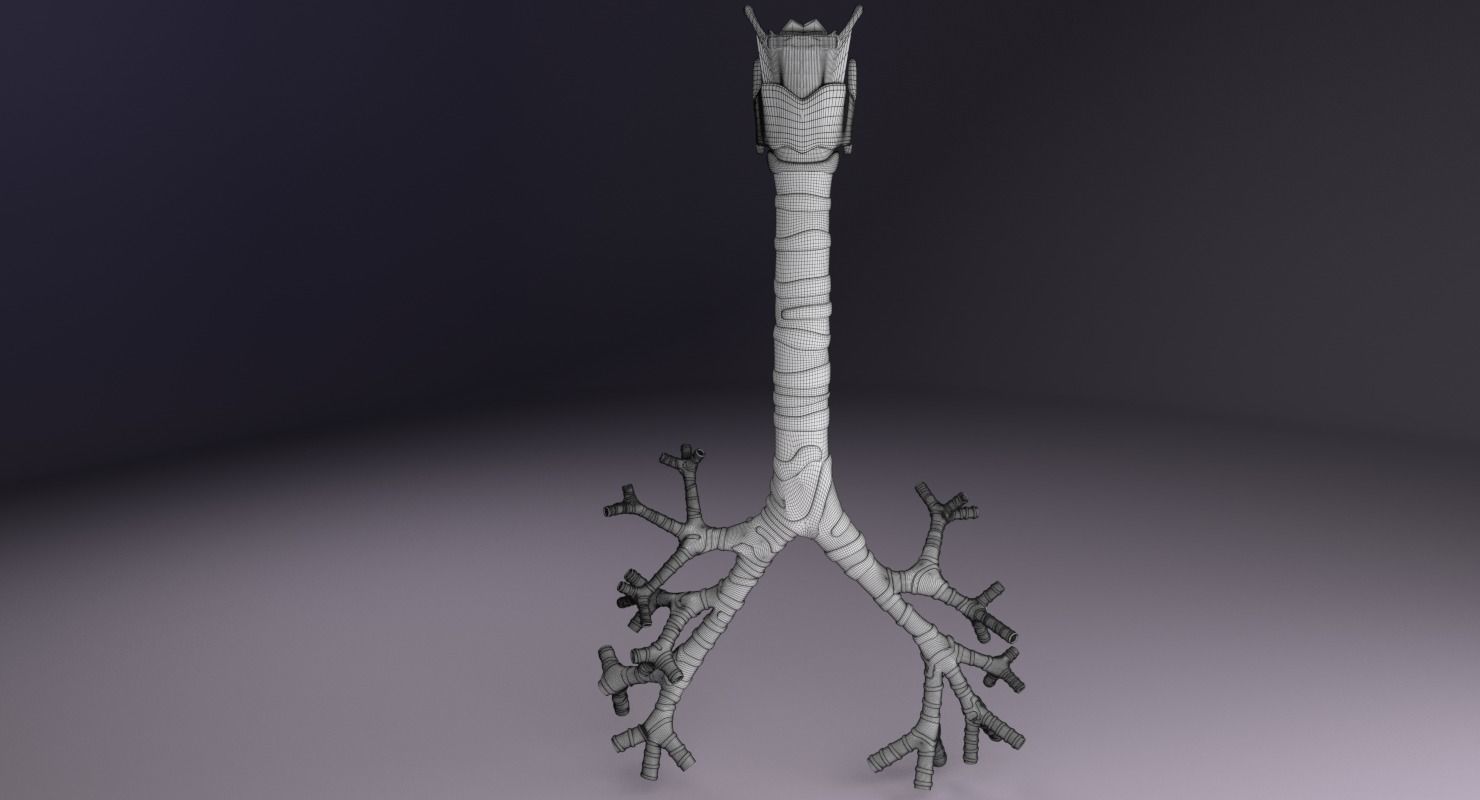 Larynx and trachea 3D model_13