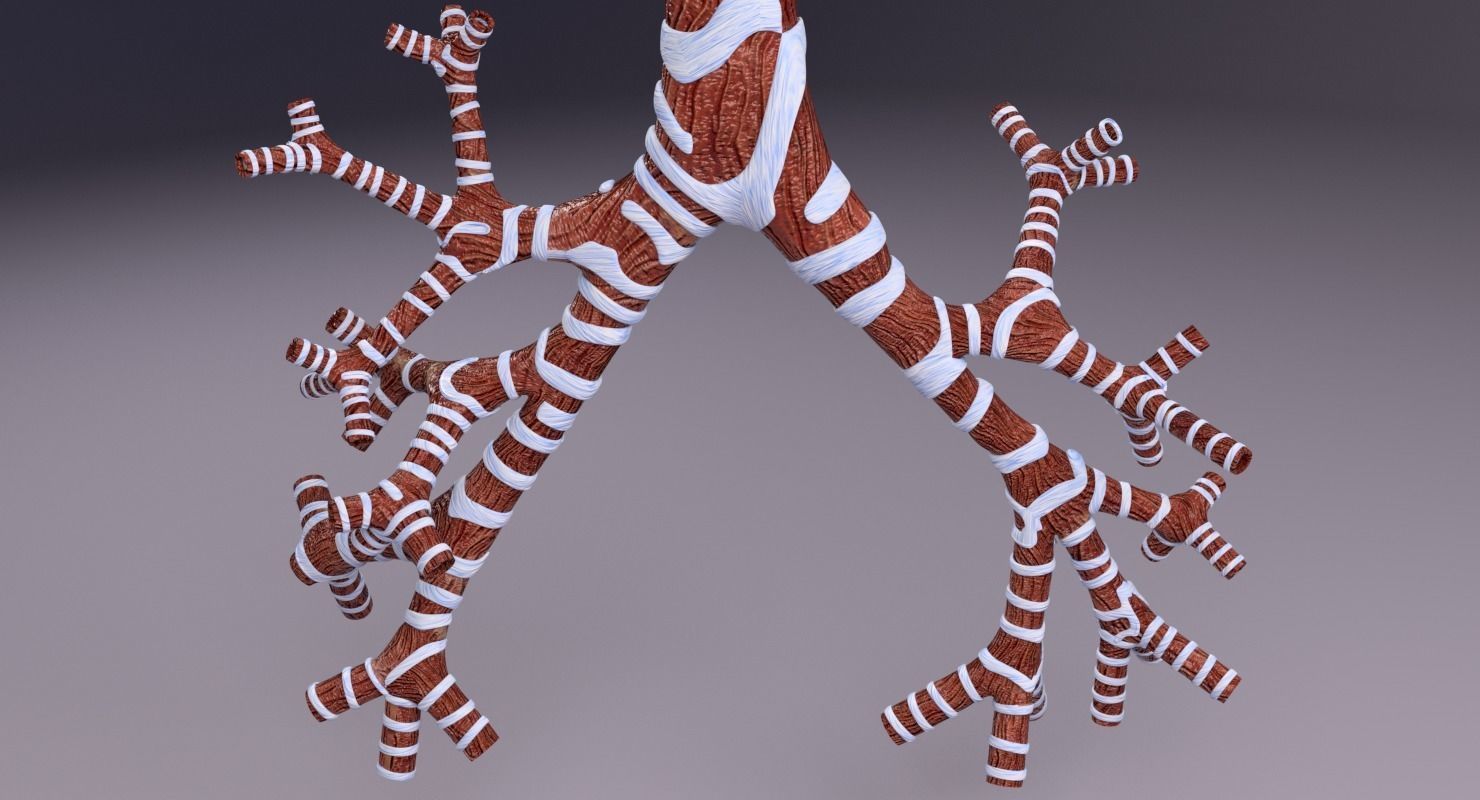 Larynx and trachea 3D model_20