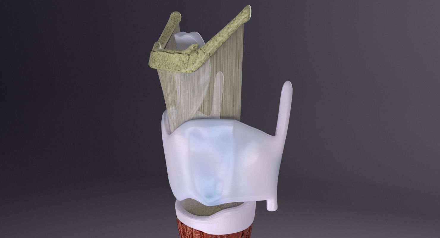 Larynx and trachea 3D model_8