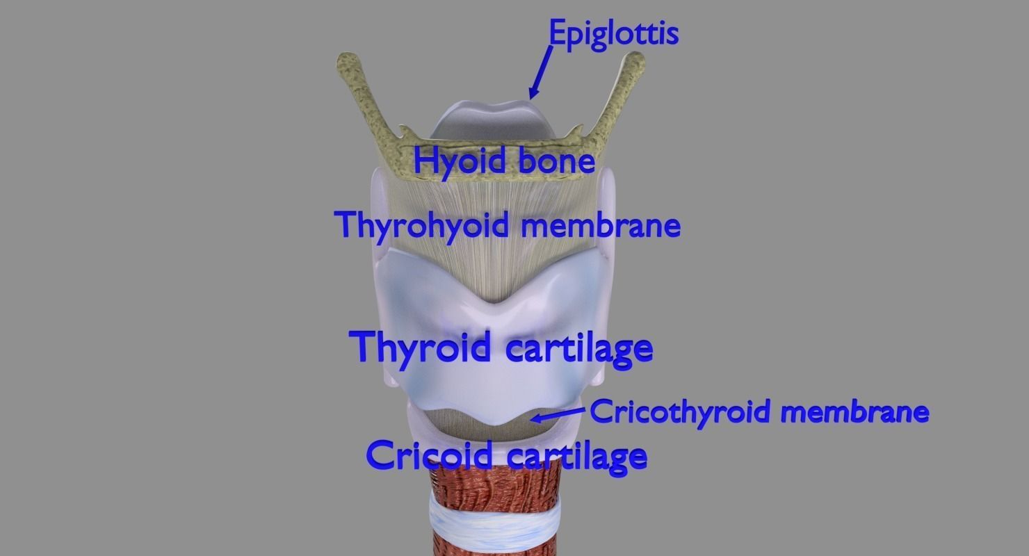 Larynx and trachea 3D model_4
