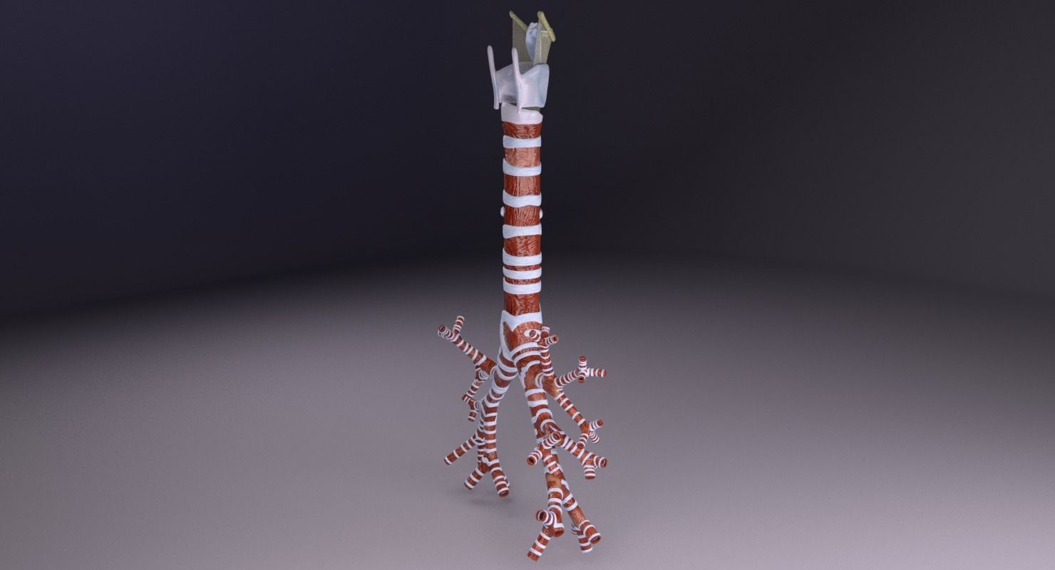 Larynx and trachea 3D model_28