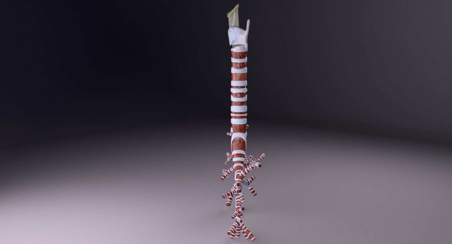 Larynx and trachea 3D model_10