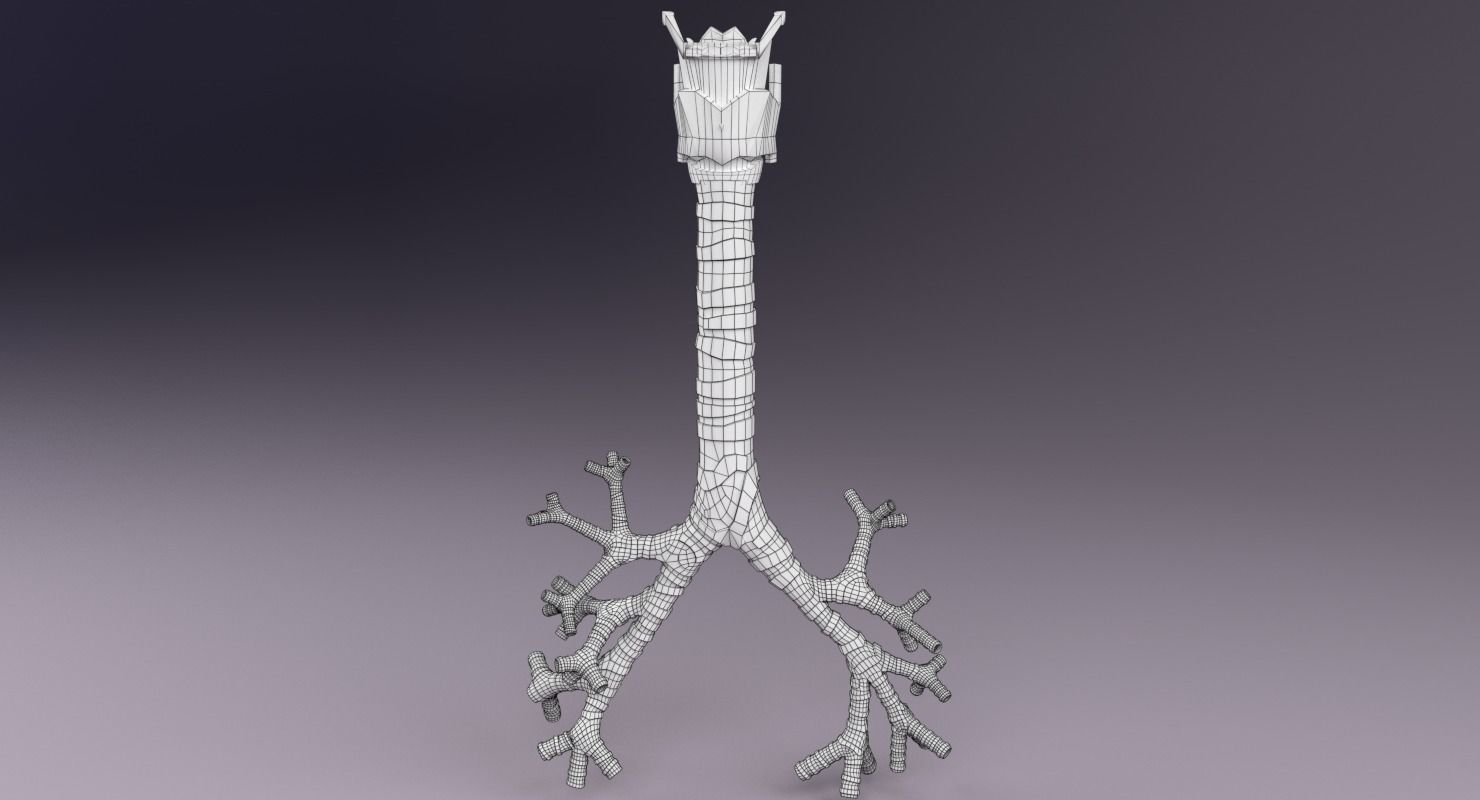 Larynx and trachea 3D model_18