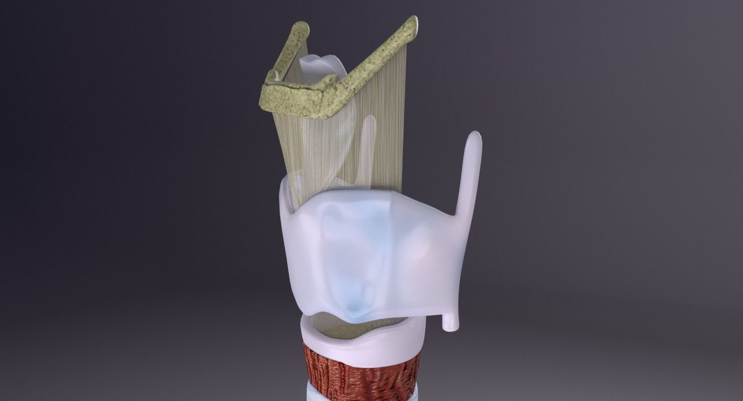 Larynx and trachea 3D model_11