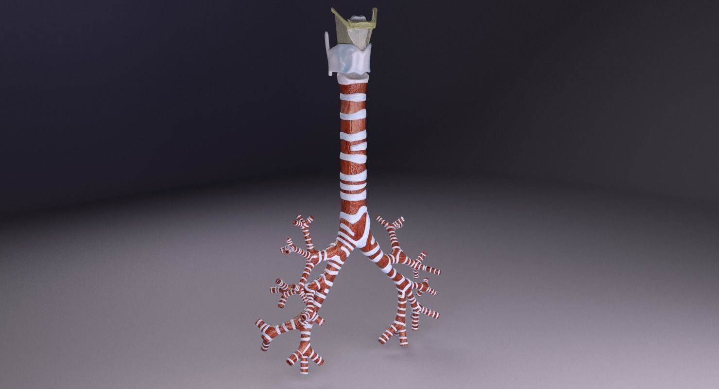 Larynx and trachea 3D model_26