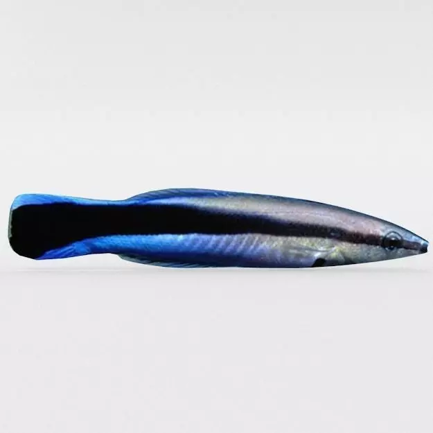 Bluestreak Wrasse Low-poly 3D model