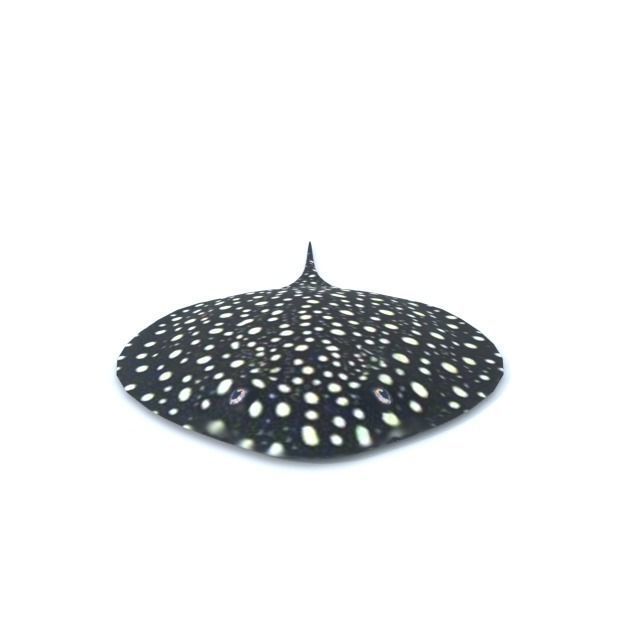 Stingray spotted Low-poly 3D model_3