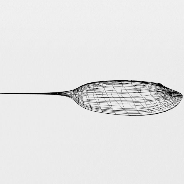 Stingray spotted Low-poly 3D model_4