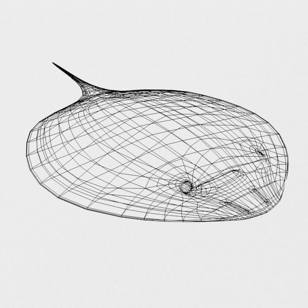 Stingray spotted Low-poly 3D model_7