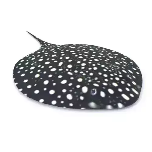 Stingray spotted Low-poly 3D model