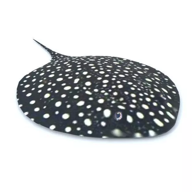 Stingray spotted Low-poly 3D model_0