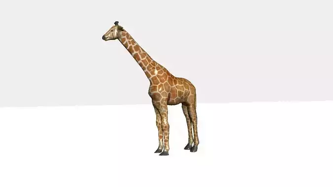 giraffee giraffe