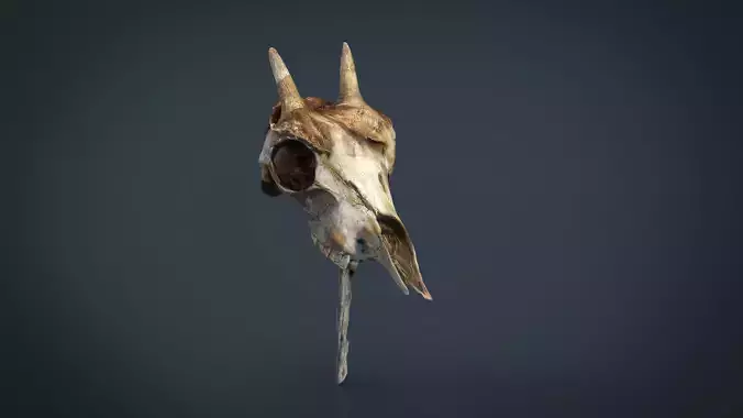Mountain goat skull 