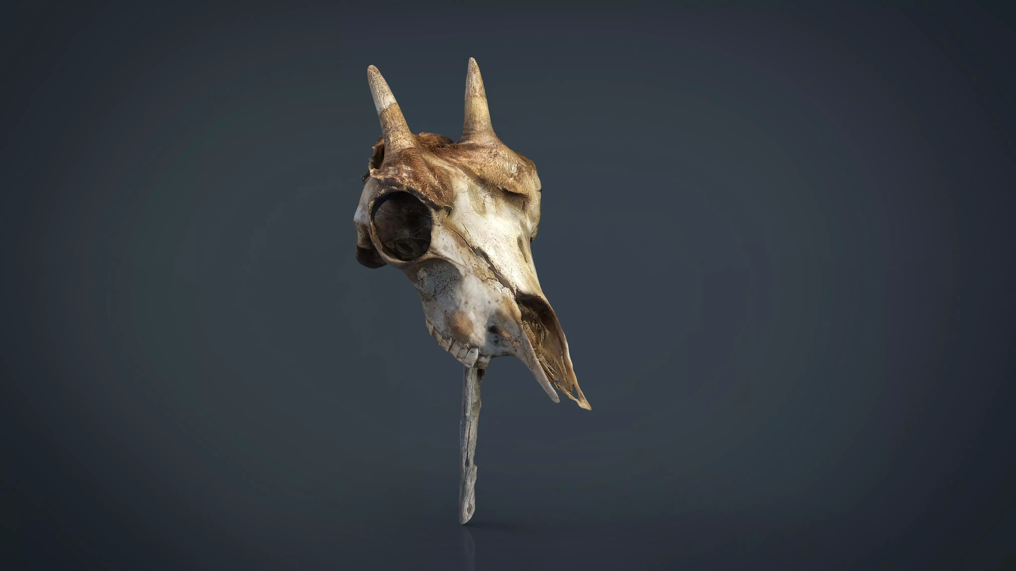 Mountain goat skull Low-poly 3D model