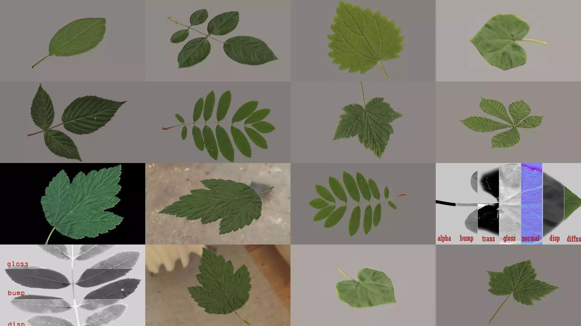 Leaves of plants 3D Model Collection_0