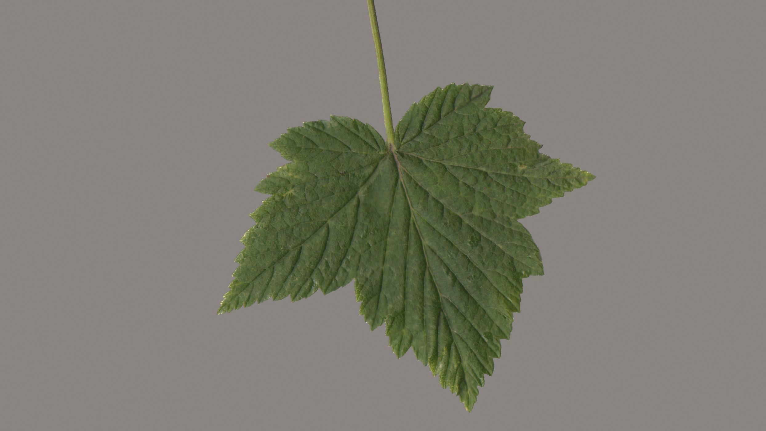 Leaves of plants 3D Model Collection_7