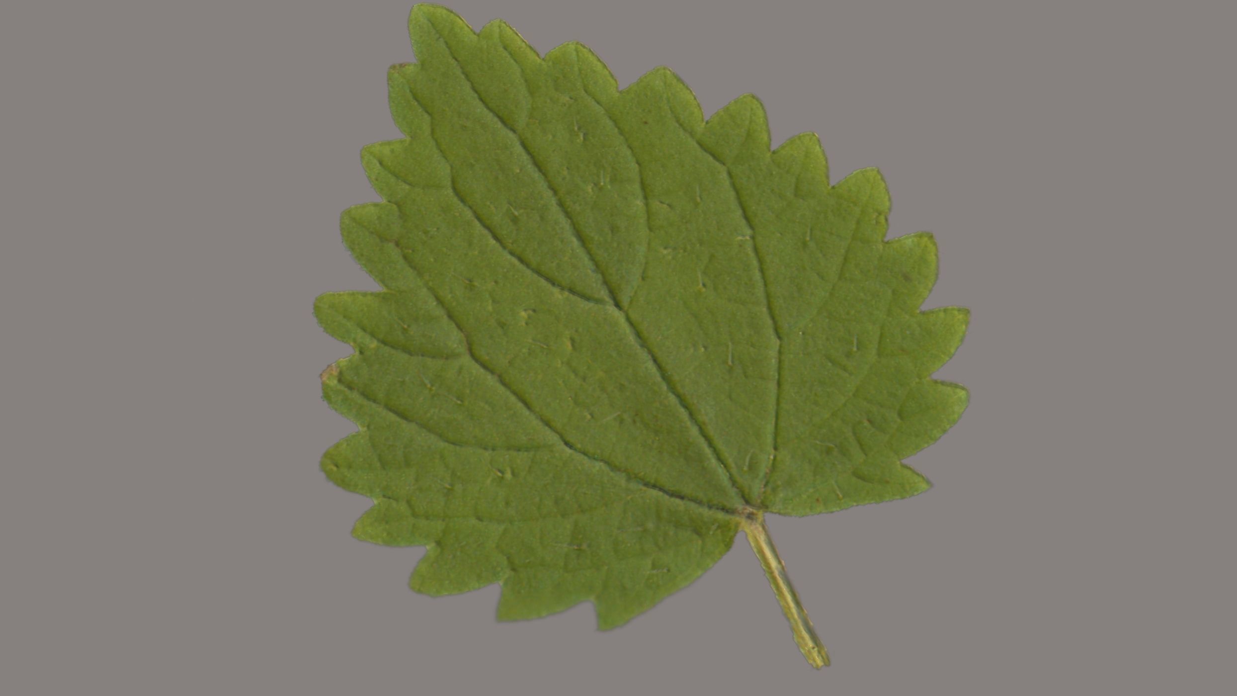 Leaves of plants 3D Model Collection_3