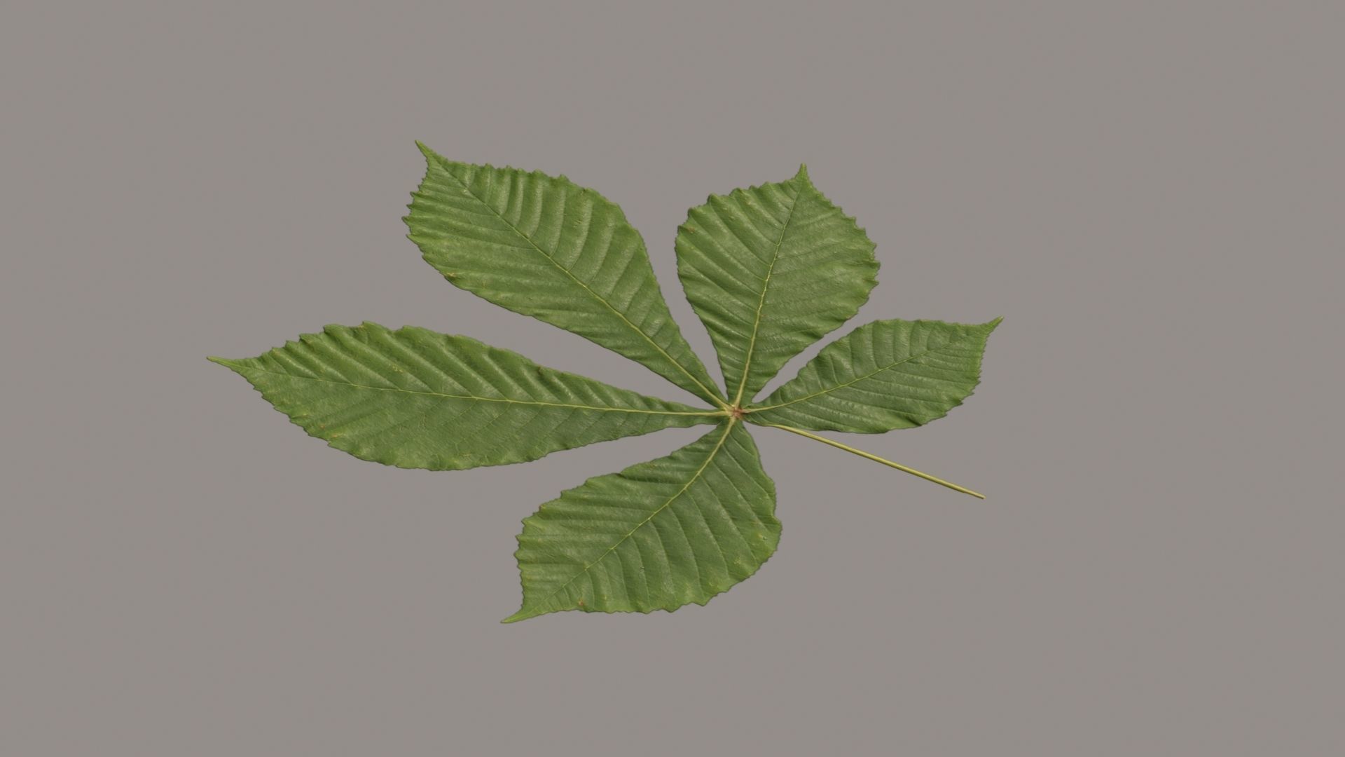 Leaves of plants 3D Model Collection_8