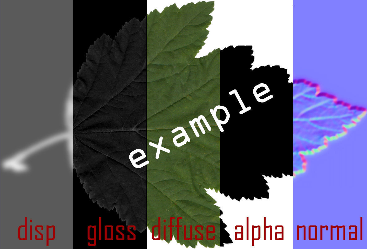 Leaves of plants 3D Model Collection_10