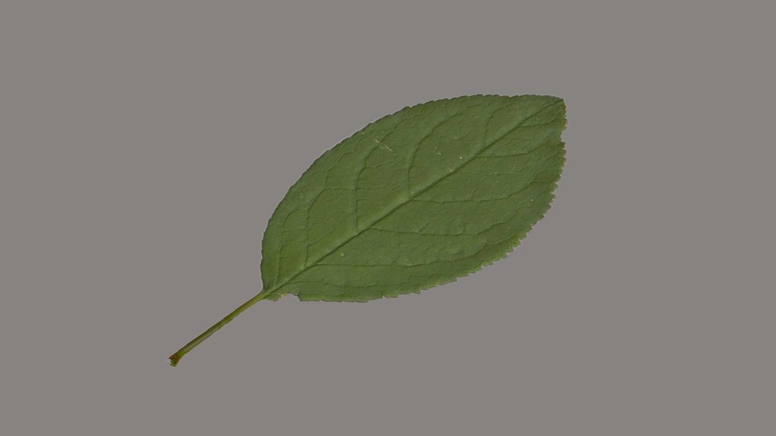 Leaves of plants 3D Model Collection_1