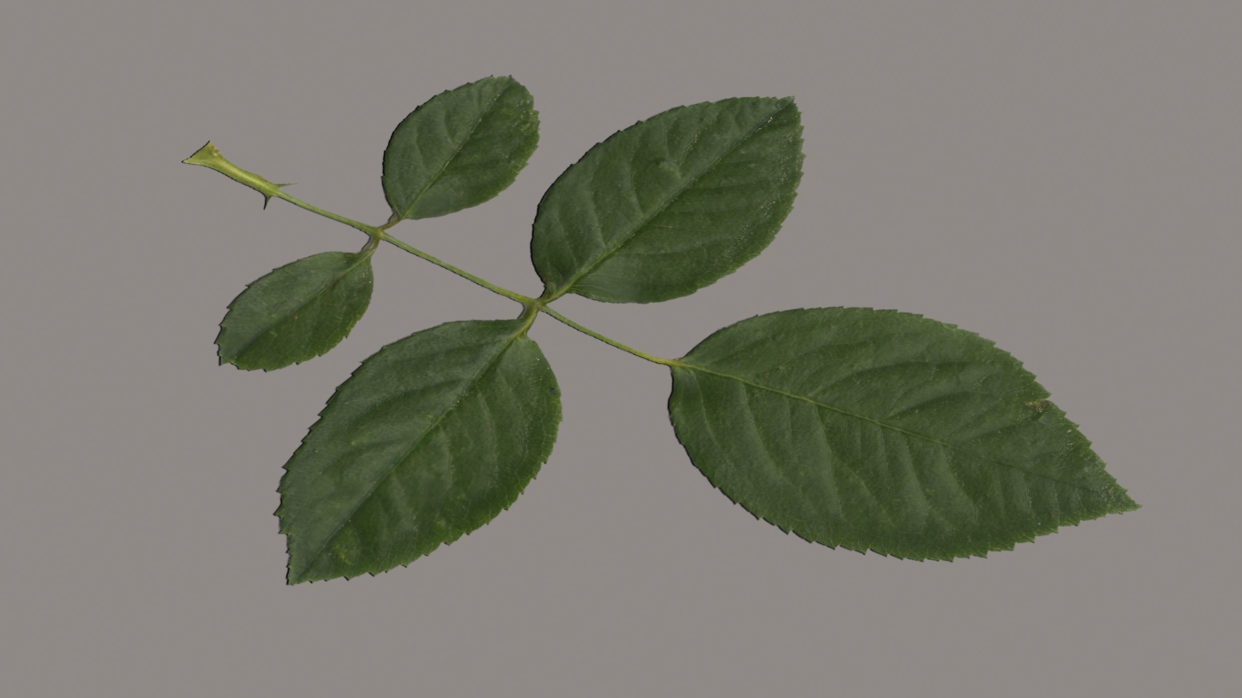 Leaves of plants 3D Model Collection_2