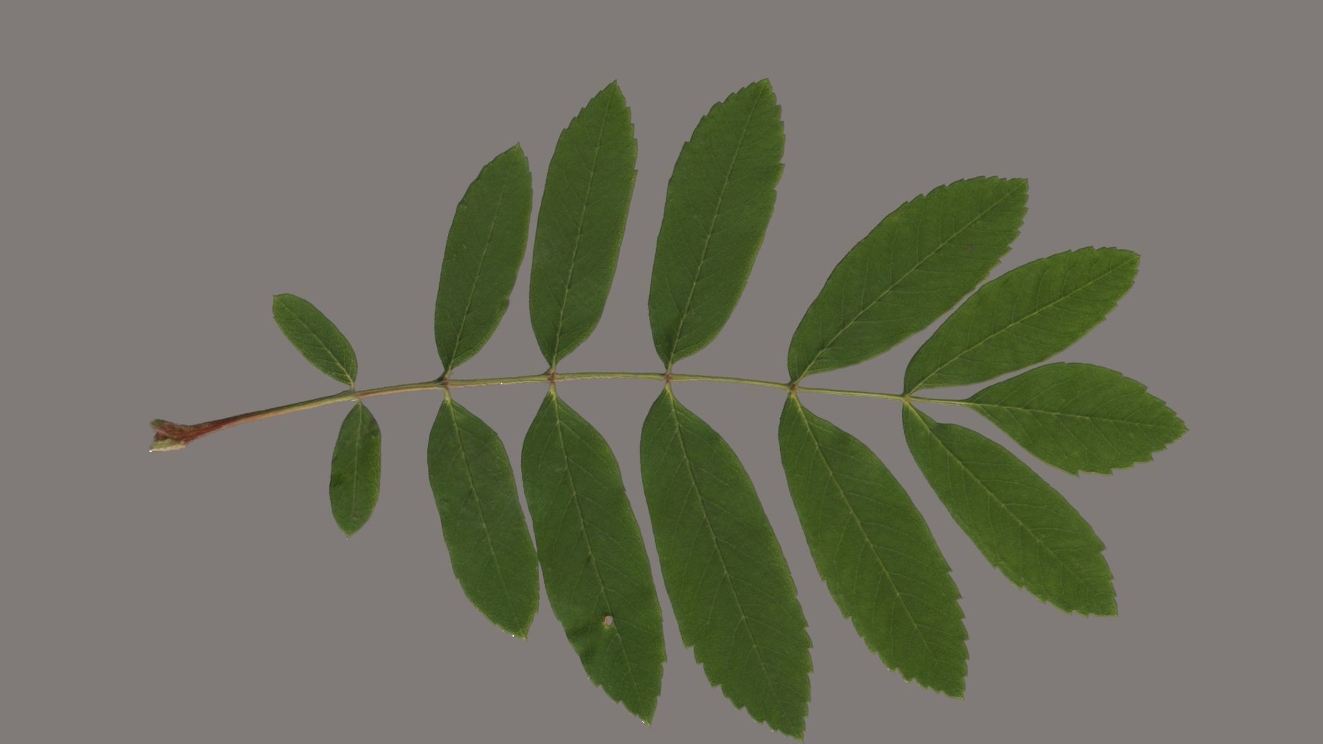 Leaves of plants 3D Model Collection_6