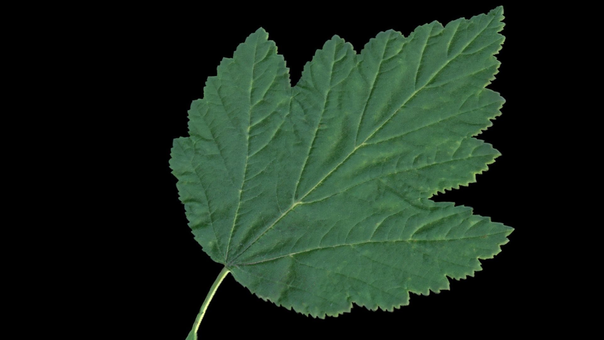 Leaves of plants 3D Model Collection_9