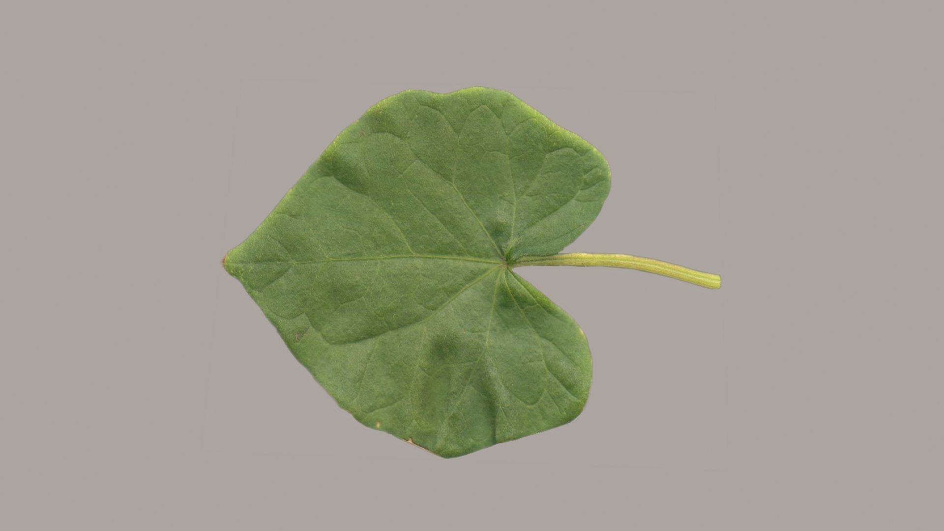 Leaves of plants 3D Model Collection_4