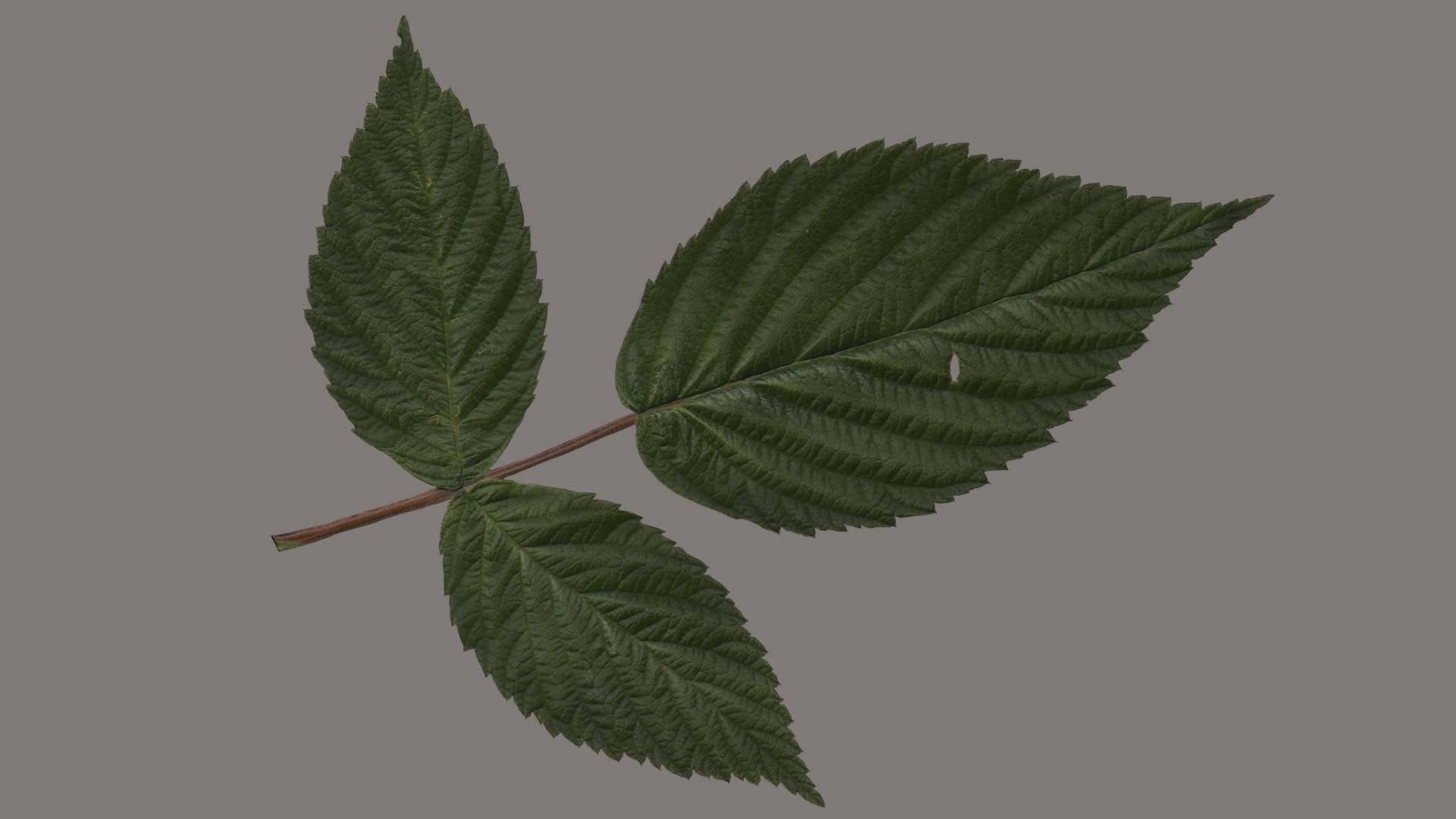 Leaves of plants 3D Model Collection_5
