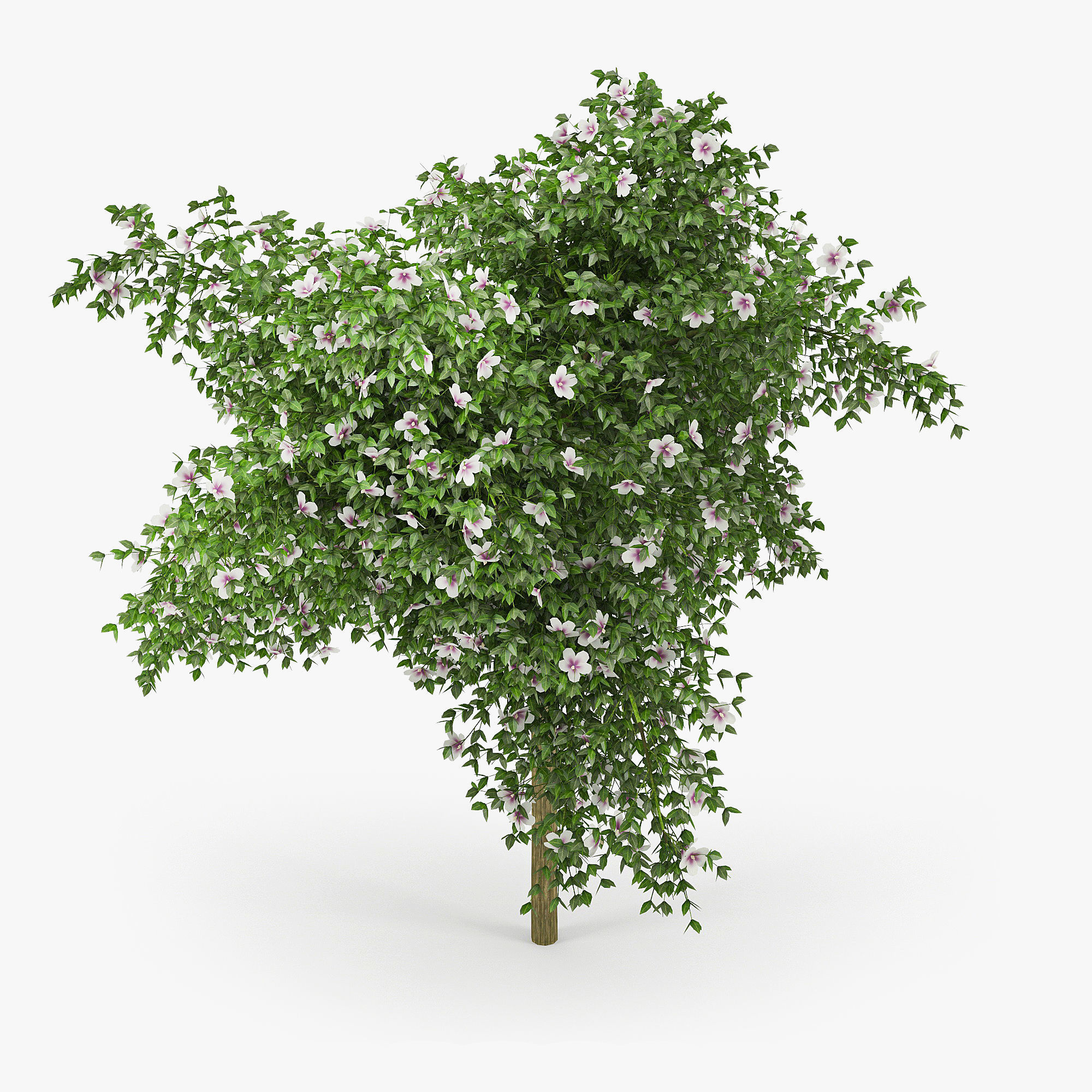 Hibiscus tree 01 3D model_3