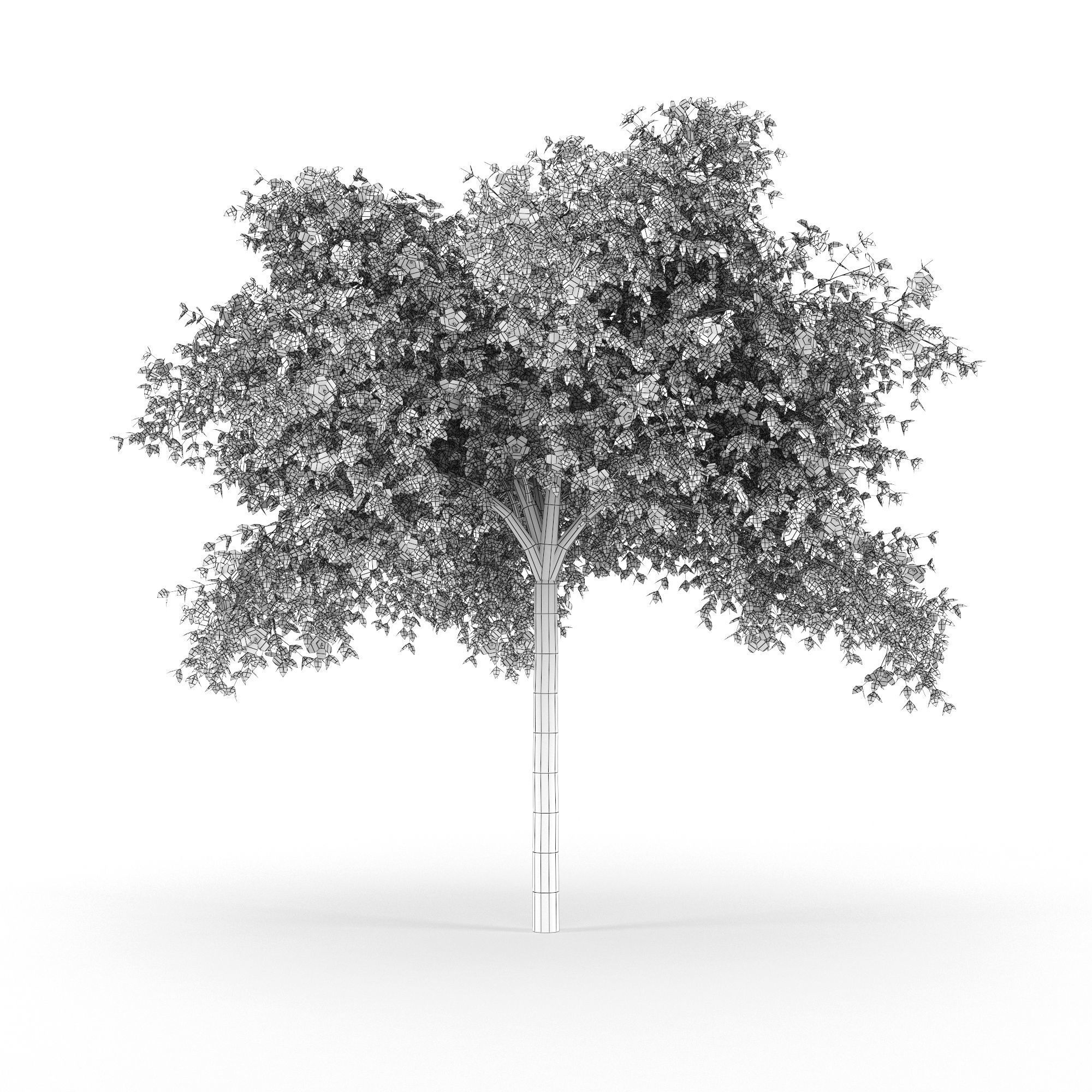 Hibiscus tree 01 3D model_4