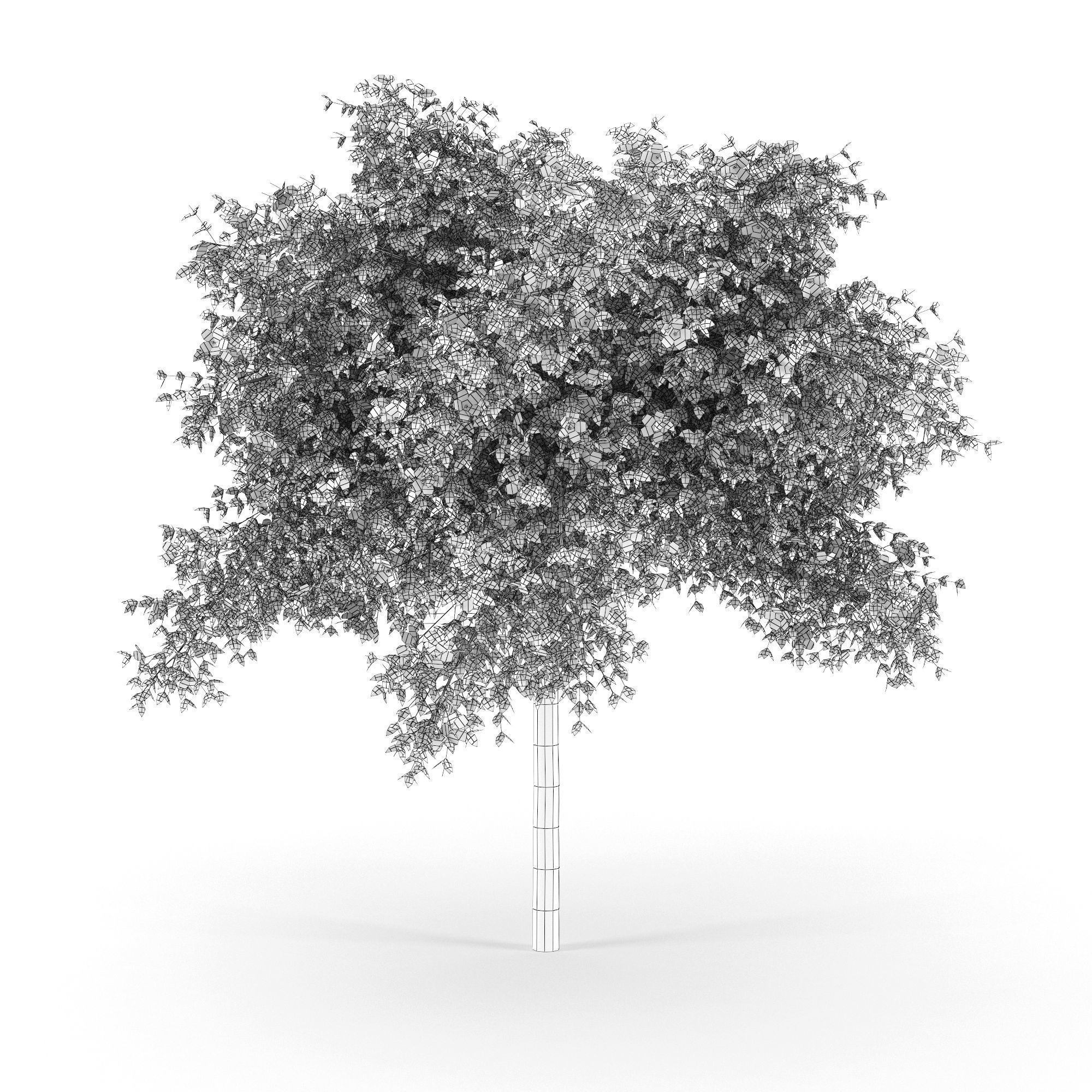 Hibiscus tree 01 3D model_5