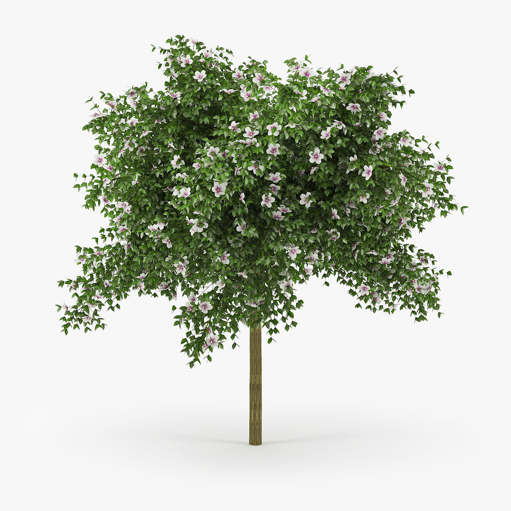 Hibiscus tree 01 3D model_1