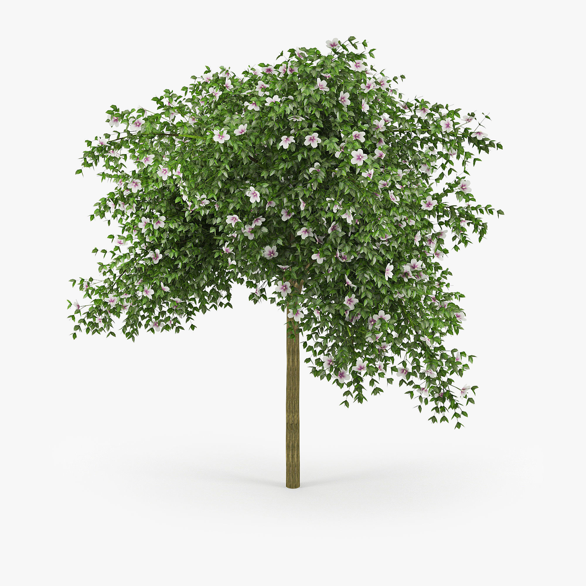 Hibiscus tree 01 3D model_2